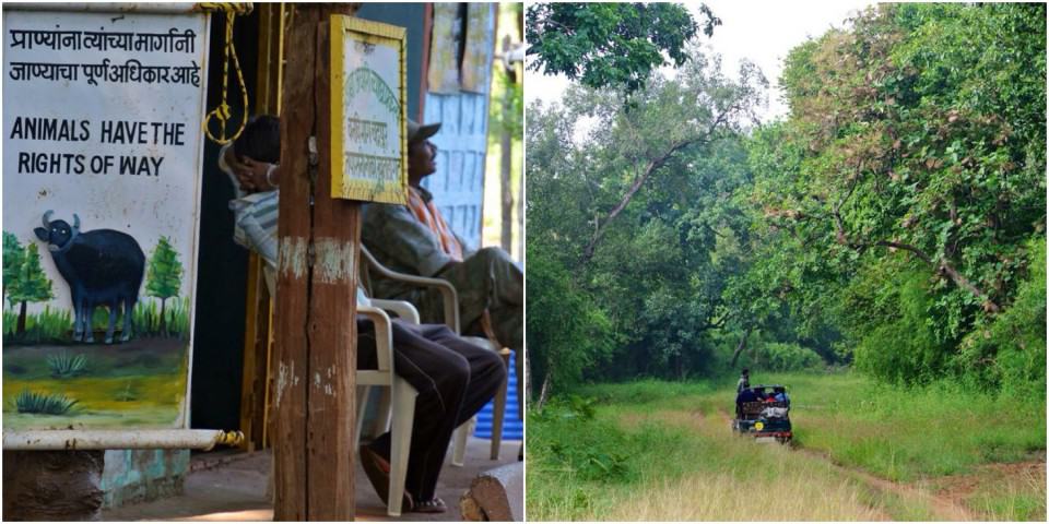 Tijgers spotten in India