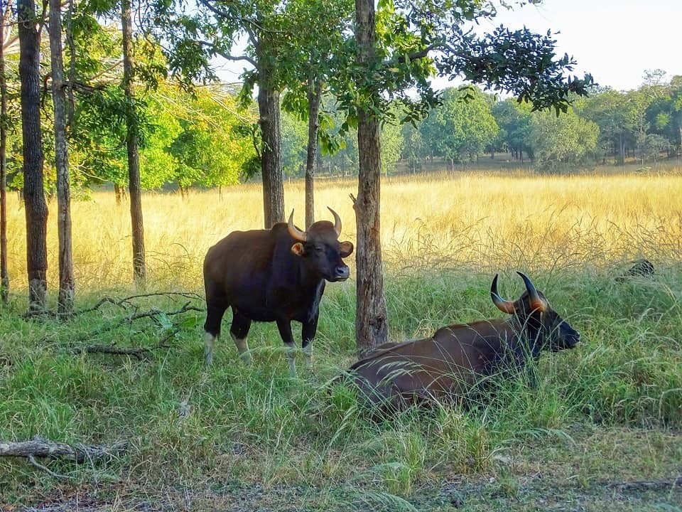 Tips National Park