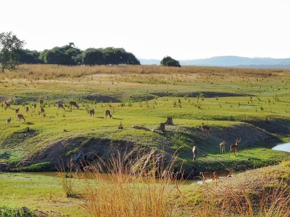Pench National Park