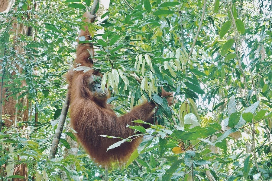 Jungle Trekking Sumatra