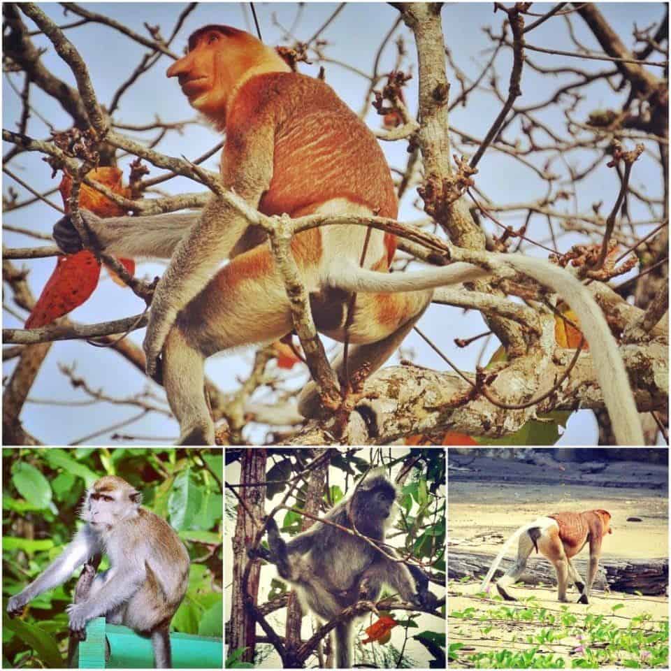 Bako National Park