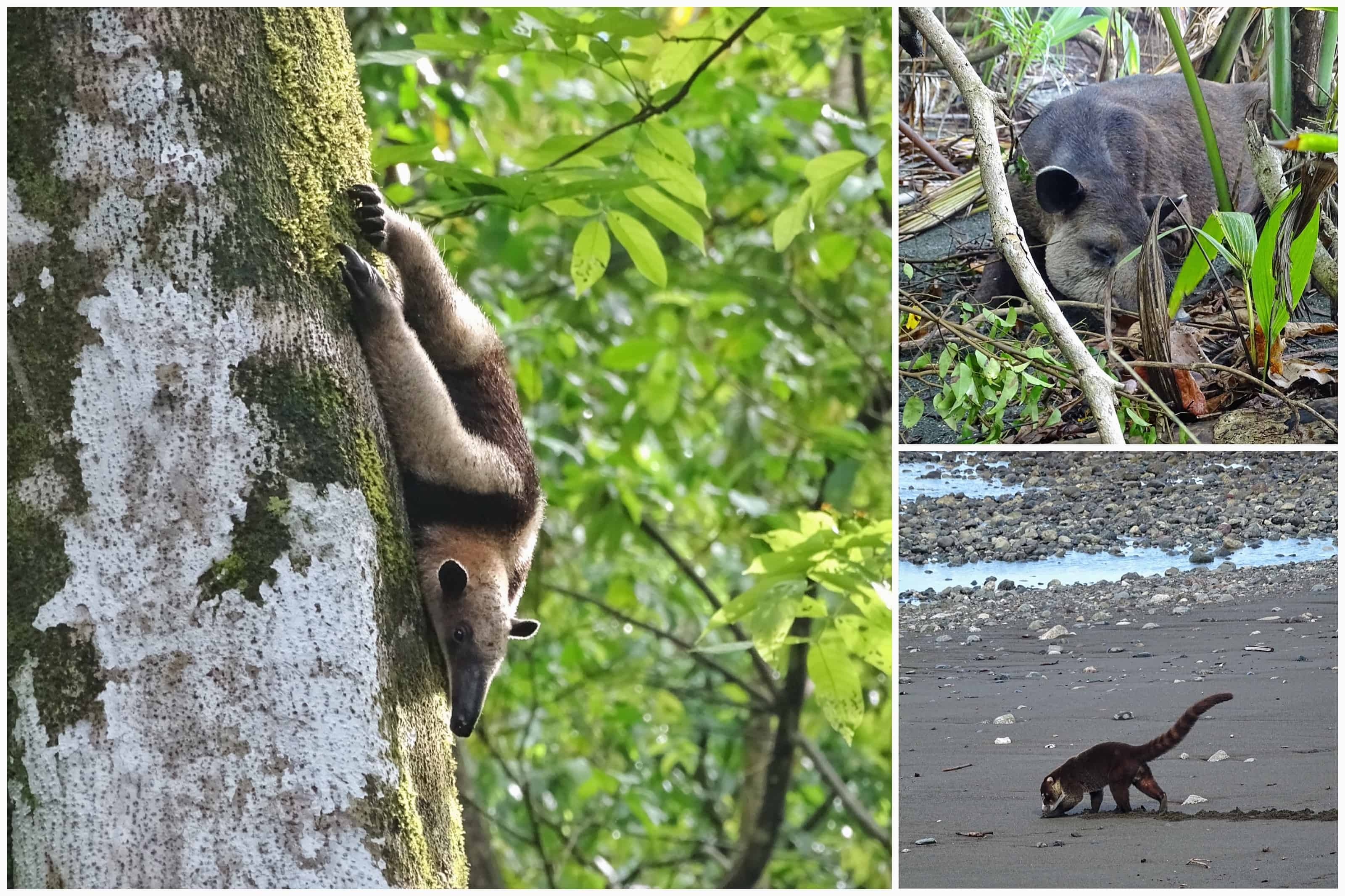 Corcovado National Park