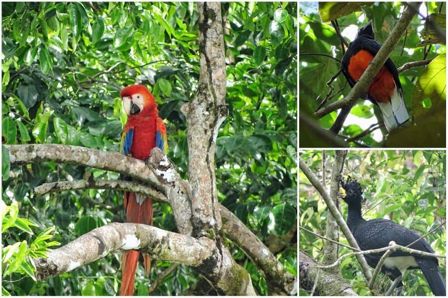 Corcovado National Parj