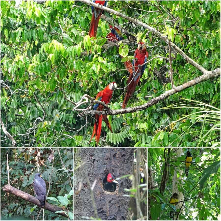 Corcovado National Park wildlife