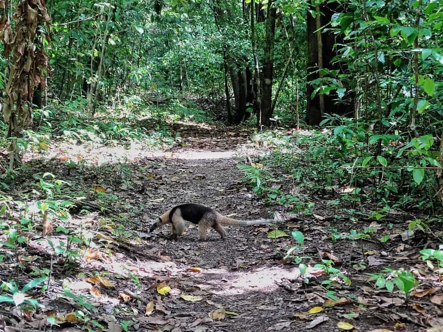 hiken corcovado national park