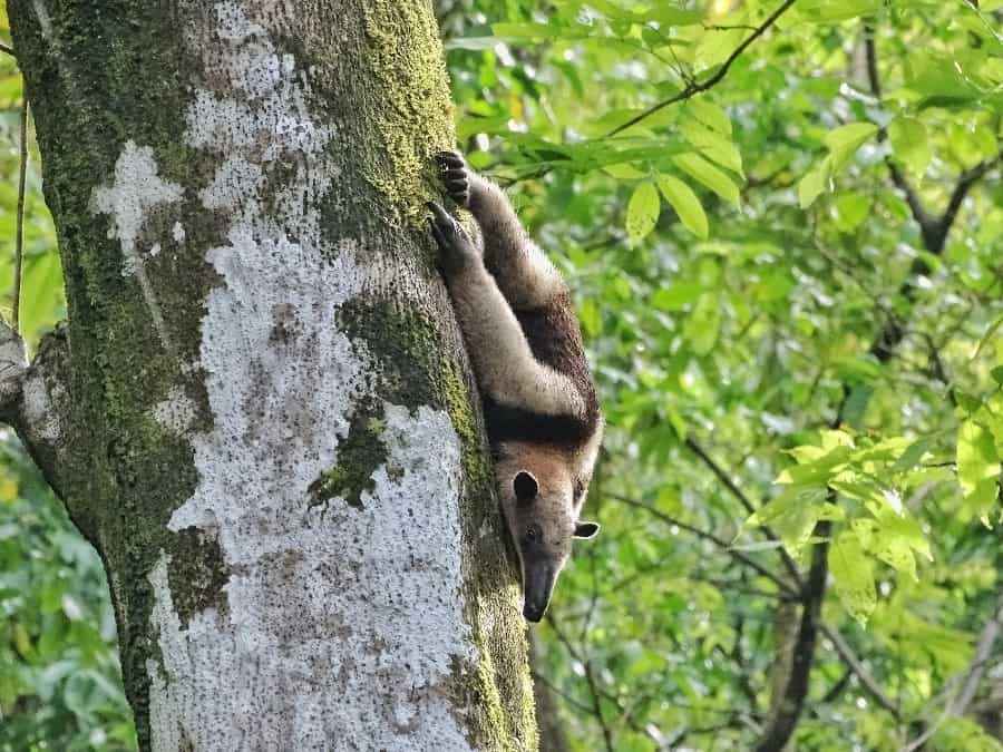 miereneter corcovado national park