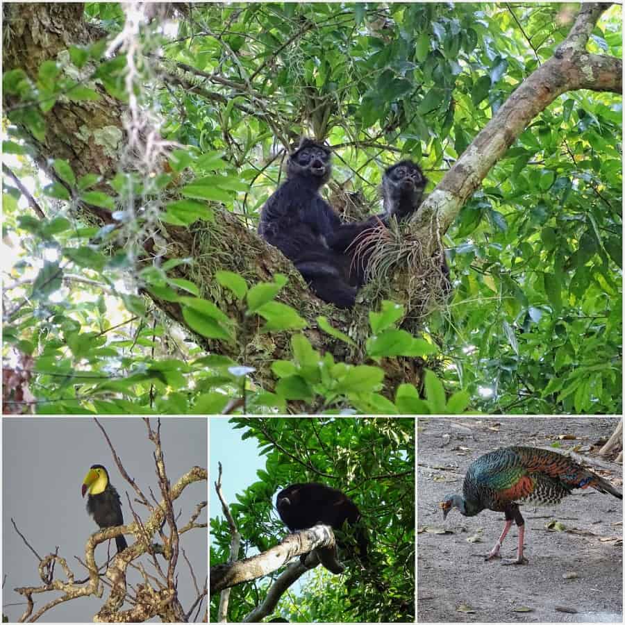 wildlife Tikal Guatemala