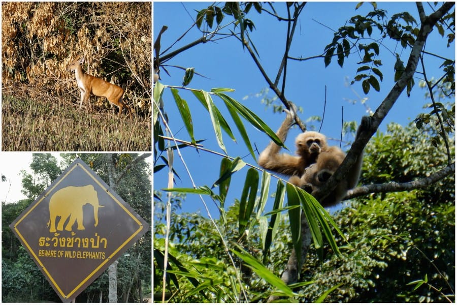 khao yai national park