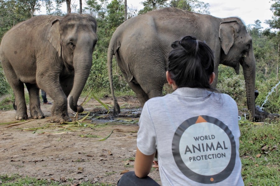 diervriendelijke olifantenopvang Thailand