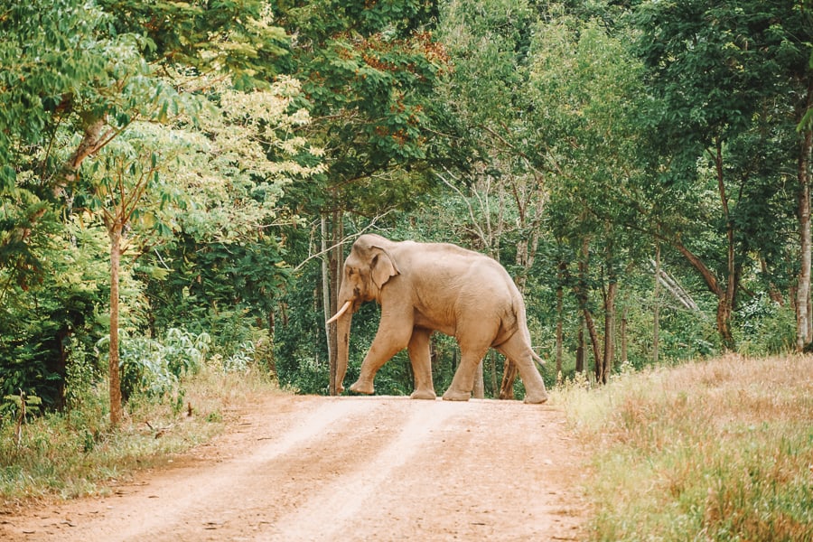 olifant thailand