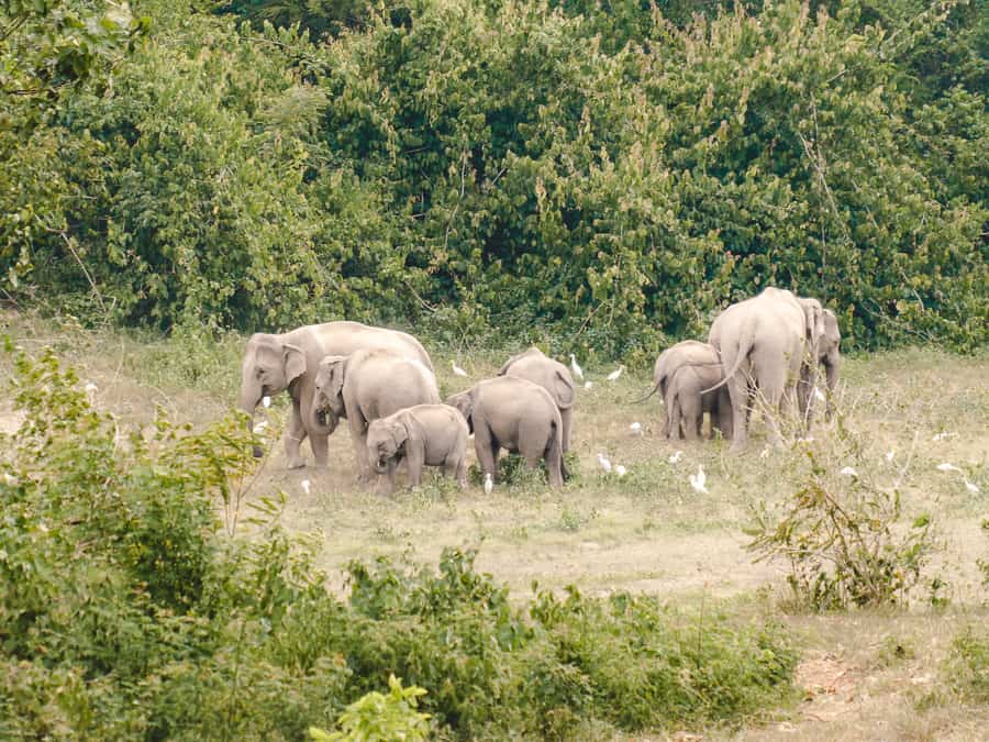 olifanten thailand