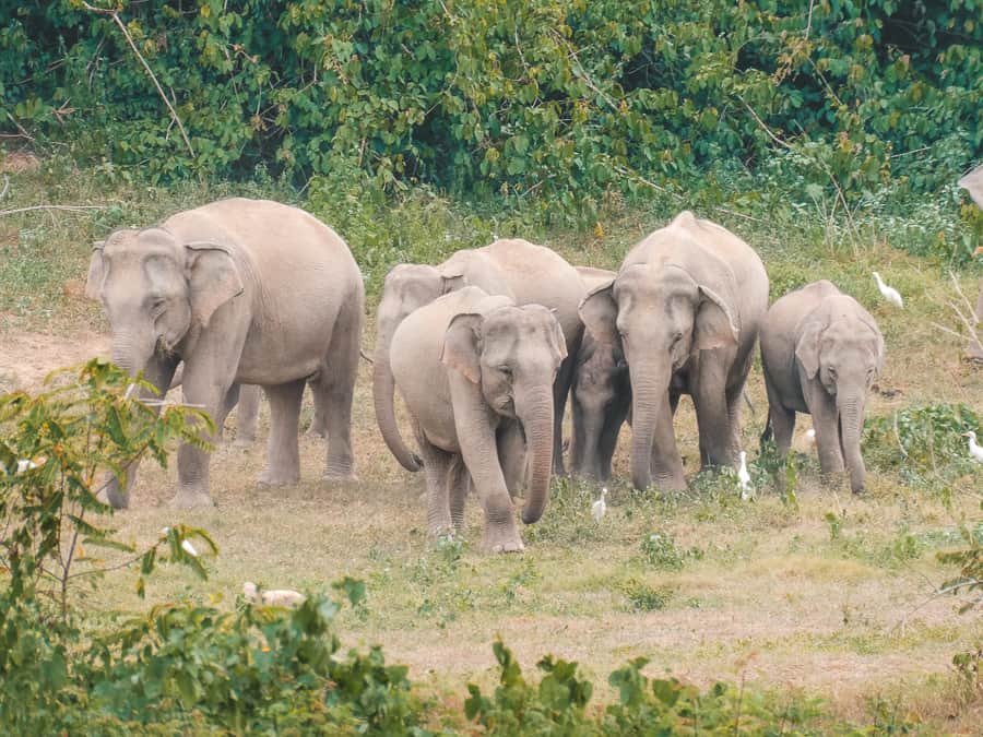 olifanten in het wild thailand