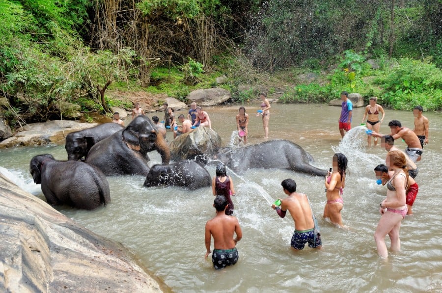 olifanten wassen thailand