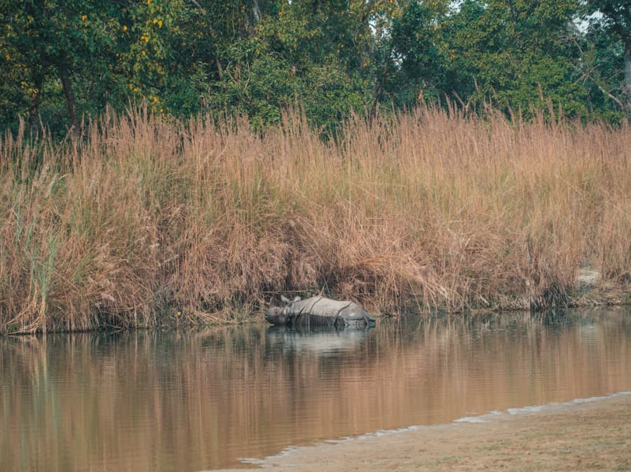 neushoorn nepal