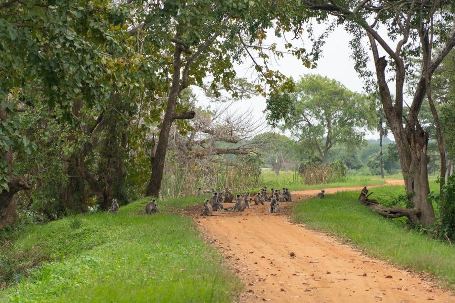 wilpattu national park