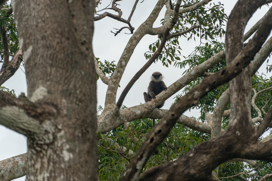 wilpattu national park