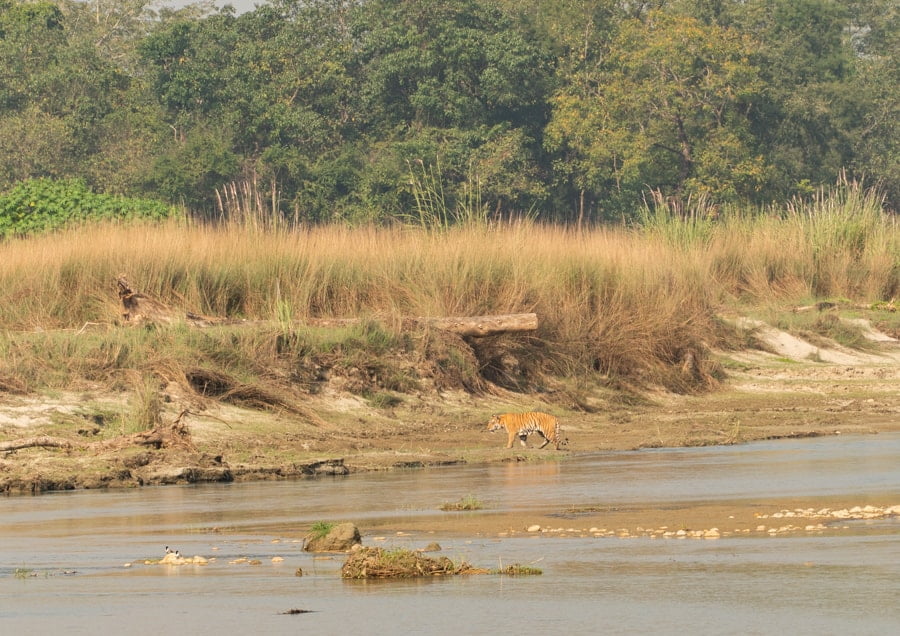 tijger chitwan national park
