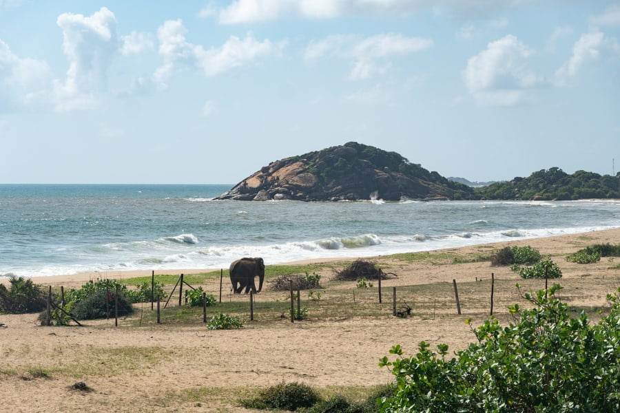 elephant rock