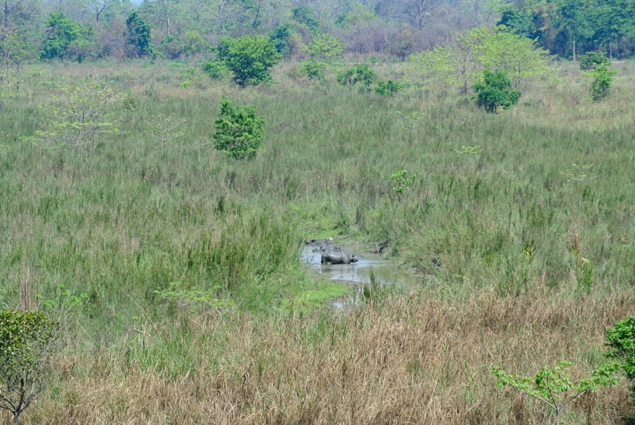 chitwan national park