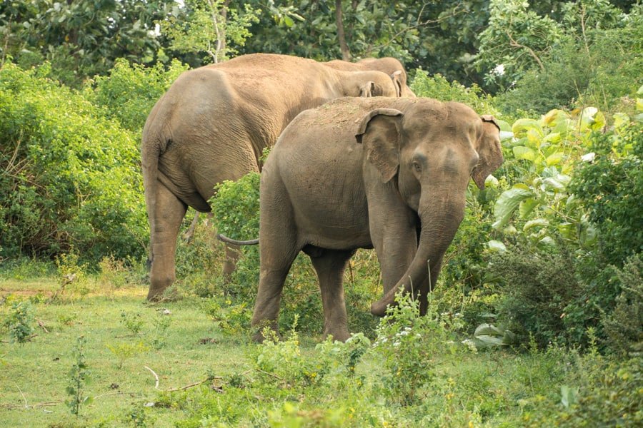 olifanten spotten sri lanka