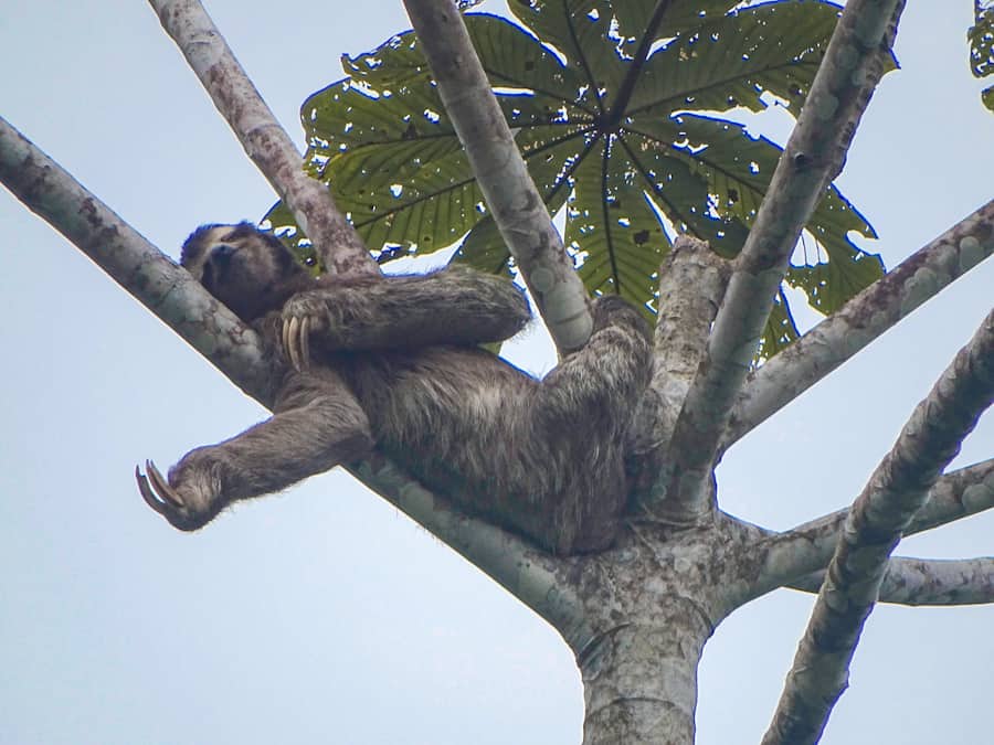 puerto viejo costa rica