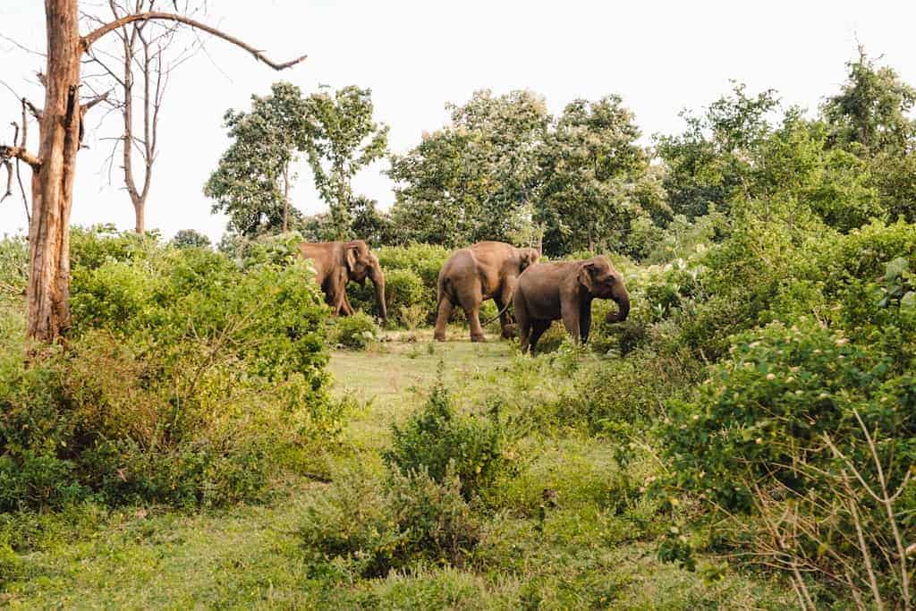 olifanten yala national park