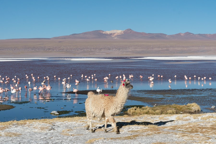 zoutvlaktes bolivia