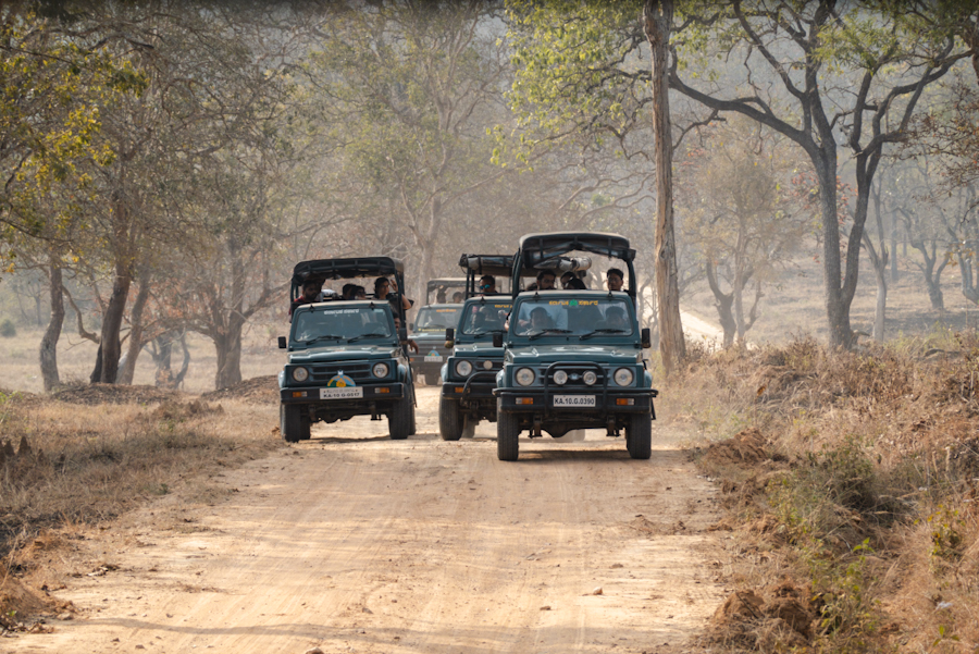 tijger safari india