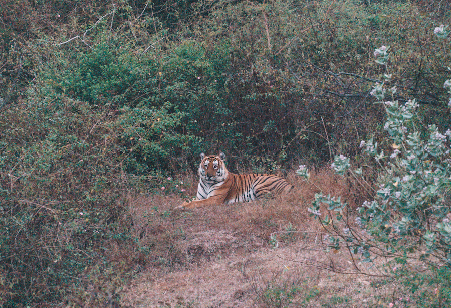 tijgers india