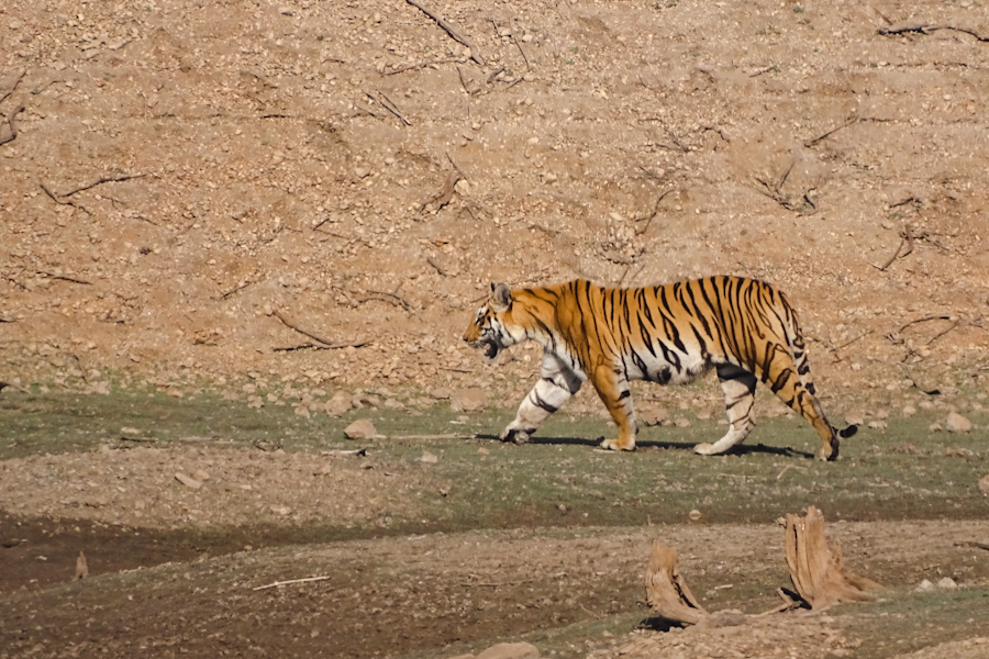 tijgers india